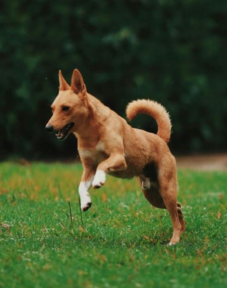 Dog running in a field