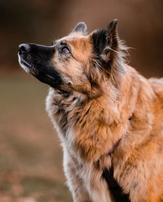 Large dog with fluffy coat looking up at the sky