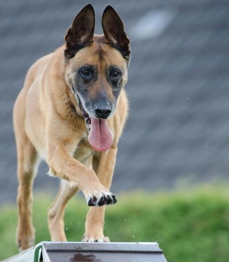 Large dog walking on a wooden beam